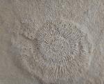Subplanites rueppelianum QUENSTEDT 1888 - Bild &copy; FossNet FossilienStore